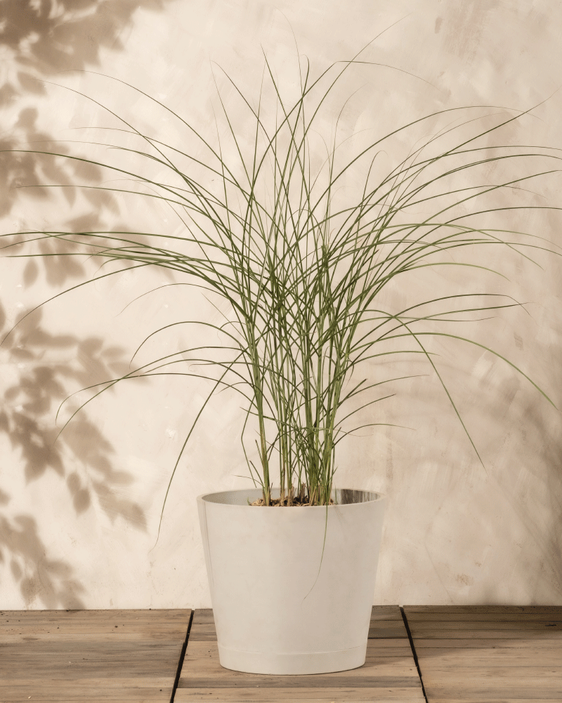 feey-miscanthus-sinensis-gracillimus-eulaliagras-au-enpflanze image 5