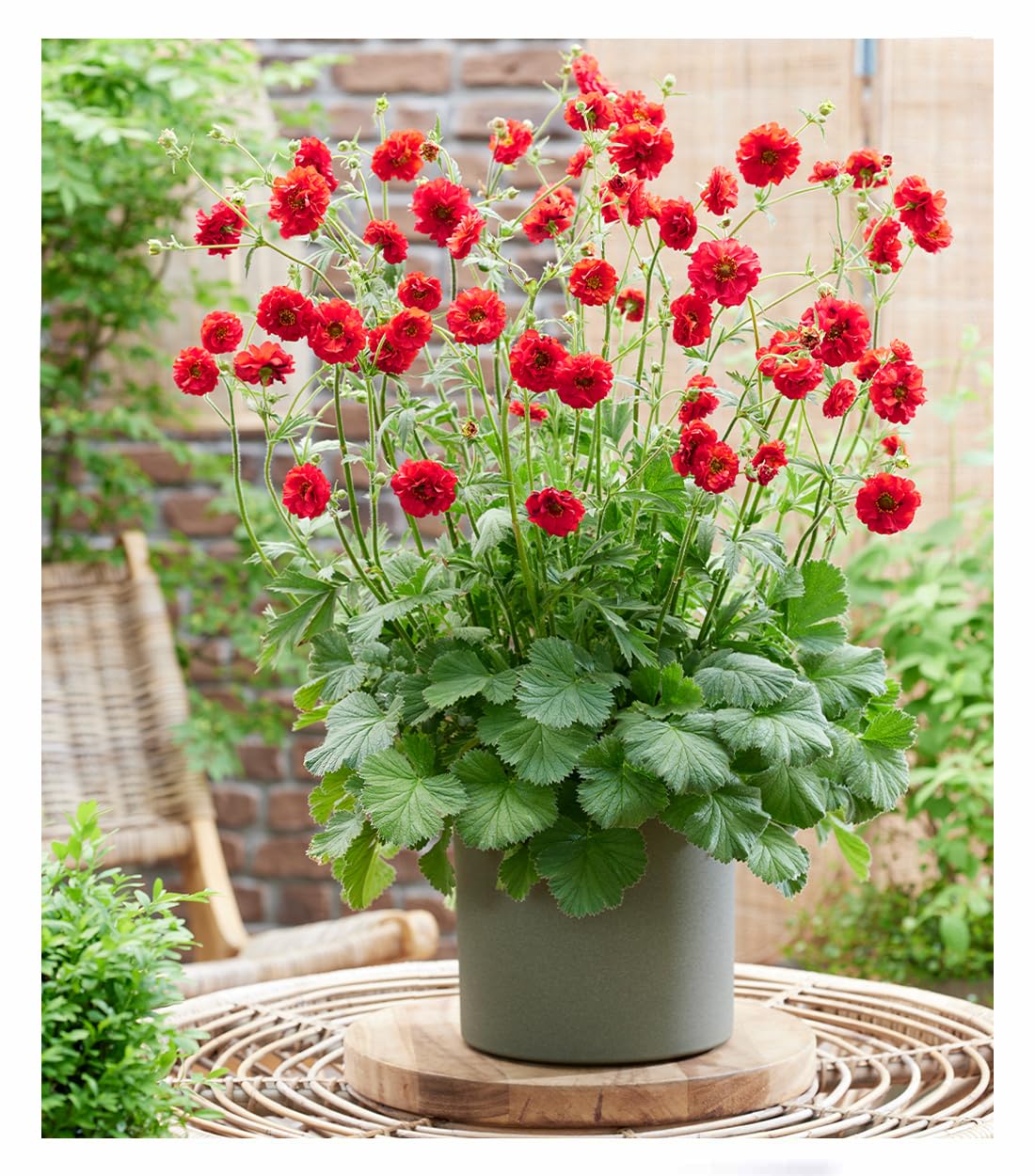 baldur-garten-geum-firestarter-nelkenwurz-im-9x9-cm-topf image 1