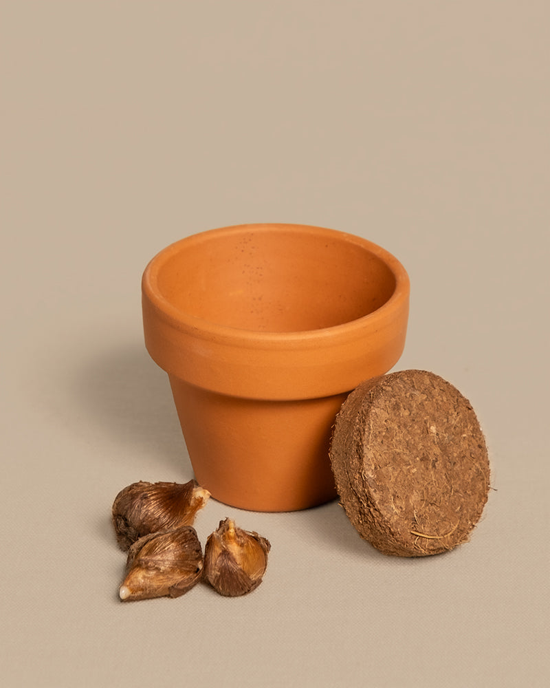feey-gl-cksklee-mini-set-mit-zwiebeln-erde-und-topf image 6