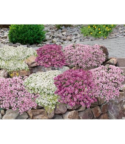 baldur-garten-bodendecker-set-thymian-9er-im-9x9-cm-topf image 6