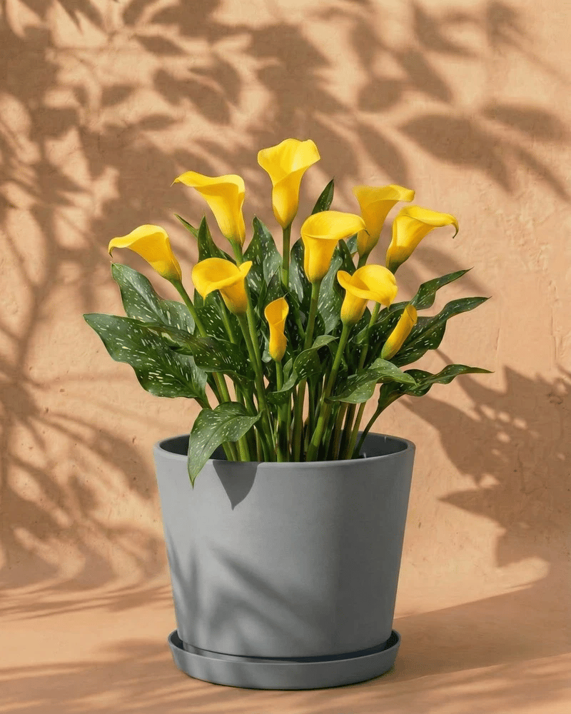 feey-calla-gelb-rhizome-knollenpflanze image 8