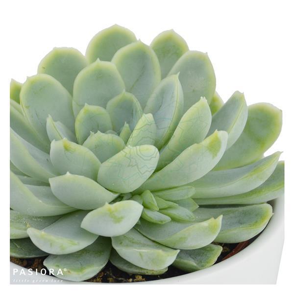 pasiora-echeveria-elegans-sukkulente-im-5-5cm-topf image 2