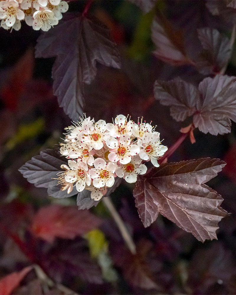feey-physocarpus-opulifolius-blasenspiere-au-enpflanze image 2