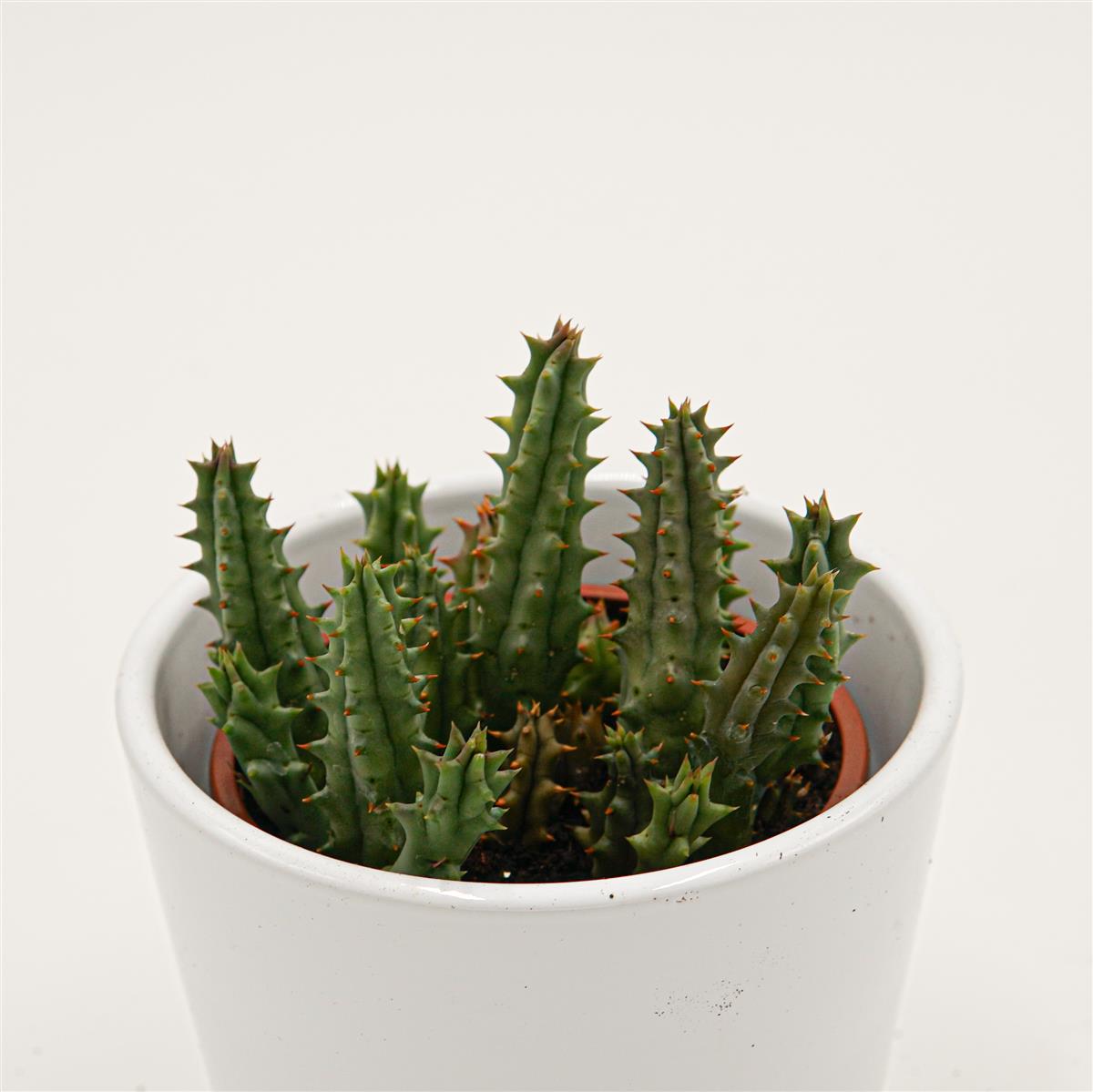 pasiora-huernia-hystrix-aasblume-sukkulente-8cm image 1