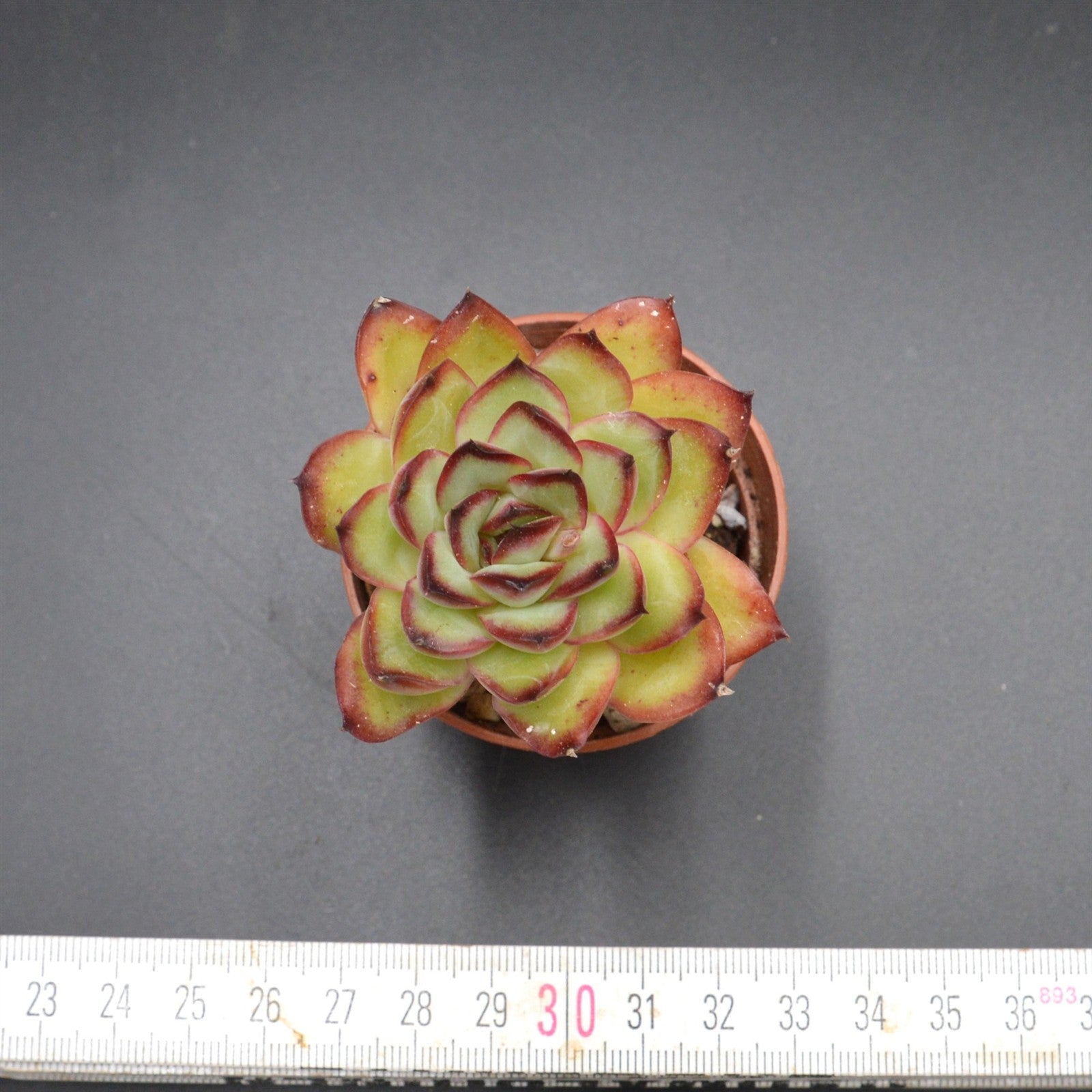 pasiora-echeveria-poldensis-rarit-t-einzelst-ck image 2