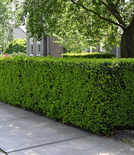 baldur-garten-eiben-hecke-taxus-baccata-im-9x9-cm-topf image 4
