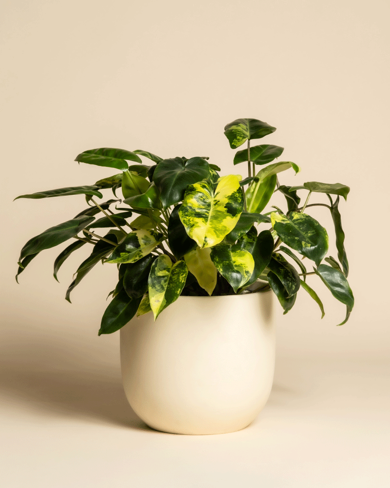 feey-philodendron-burle-marx-variegata-zimmerpflanze-rarit-t image 6
