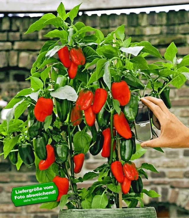 baldur-garten-rote-snack-paprika-pflanze-10-5-cm-topf image 1