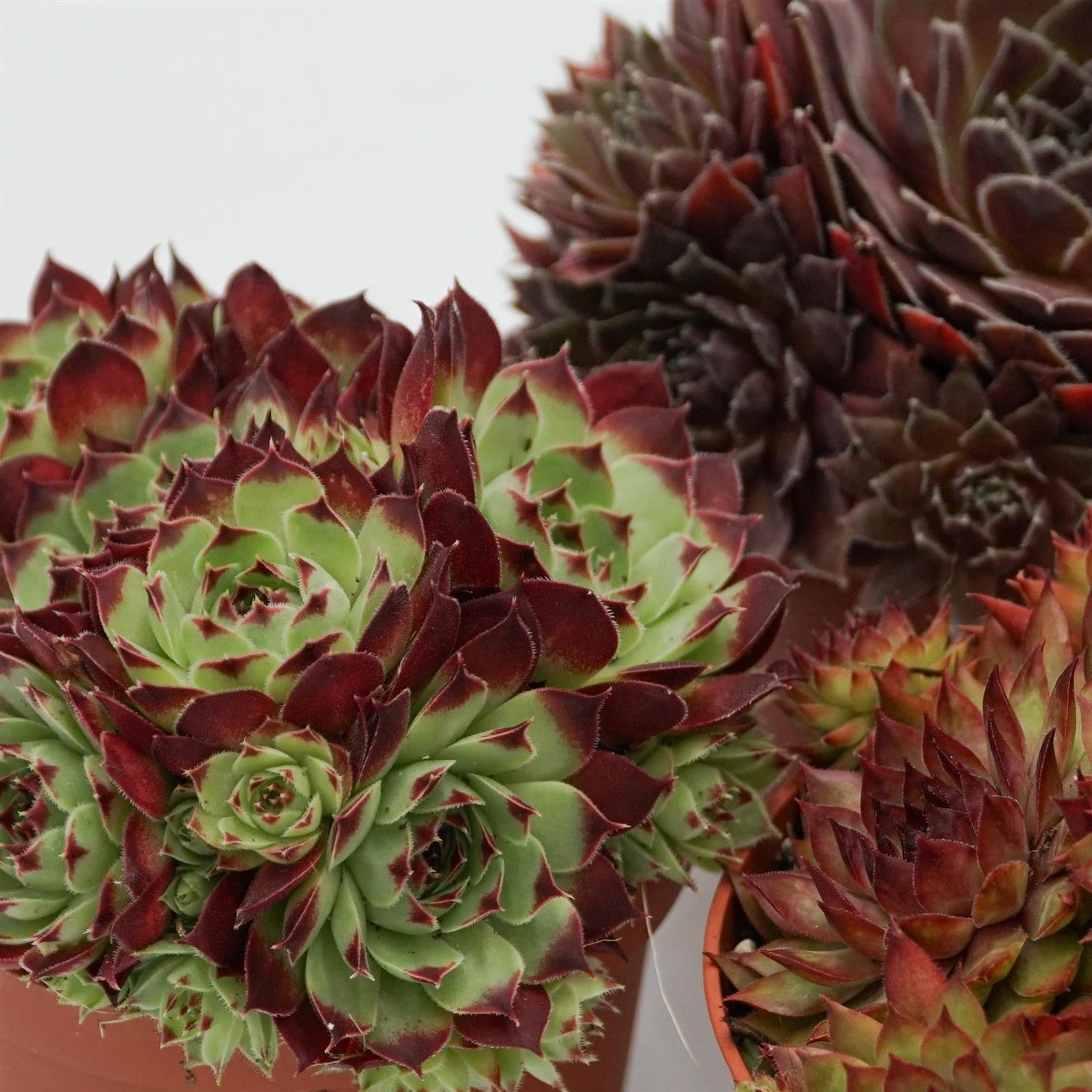 pasiora-sempervivum-mix-3-st-ck-sukkulenten-set-10-5-cm-t-pfe image 5