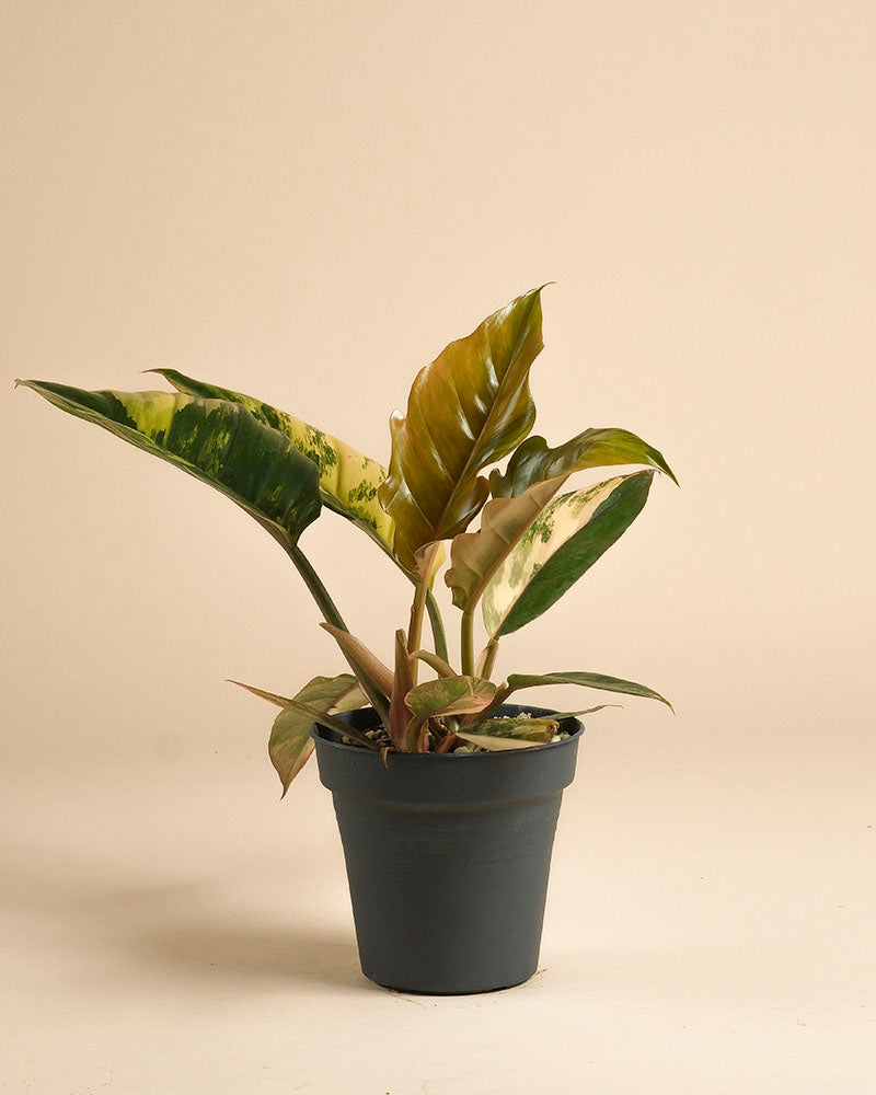 feey-philodendron-caramel-marble-rarit-t-zimmerpflanze image 3