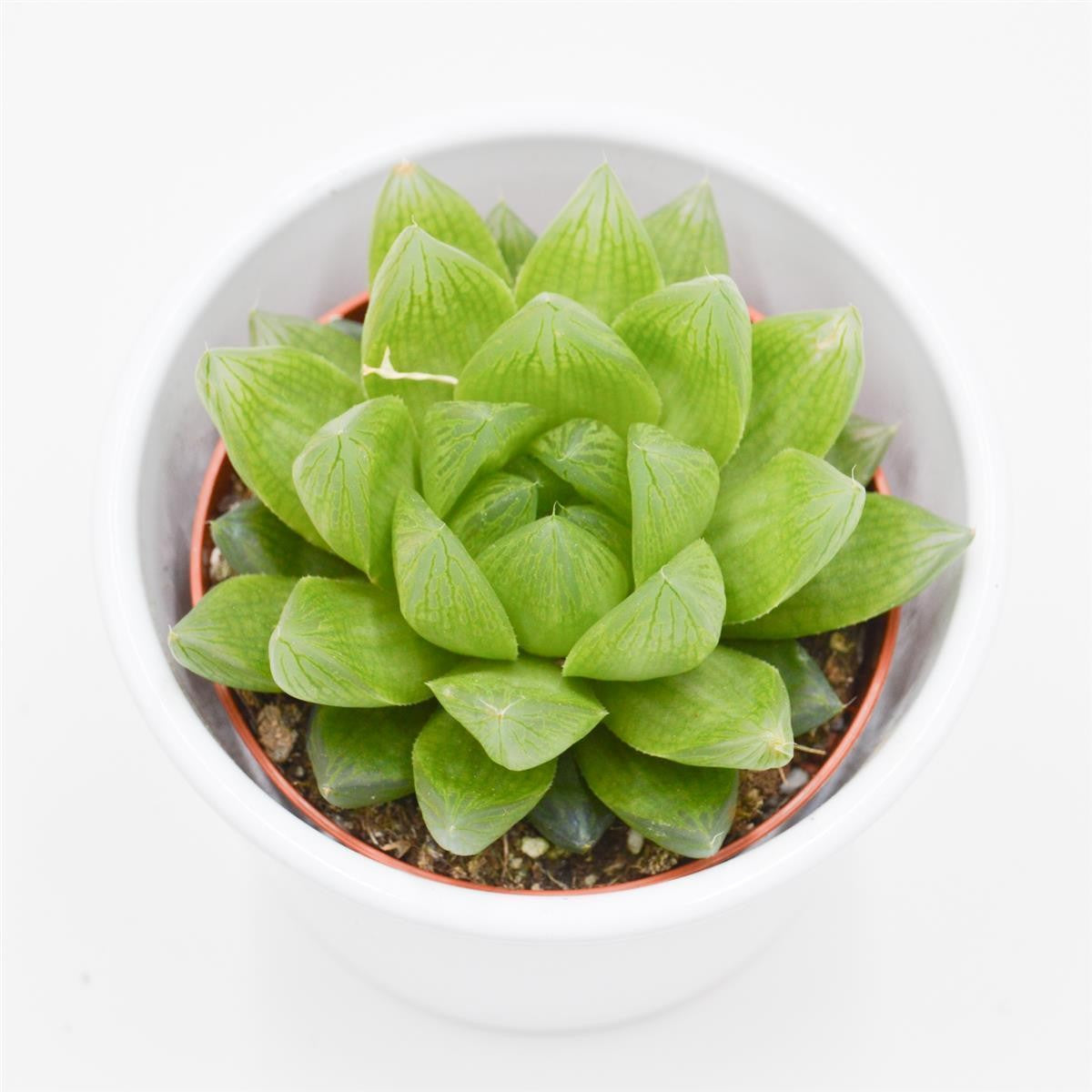 pasiora-haworthia-cymbiformis-sukkulente-8-5-cm-topf image 2