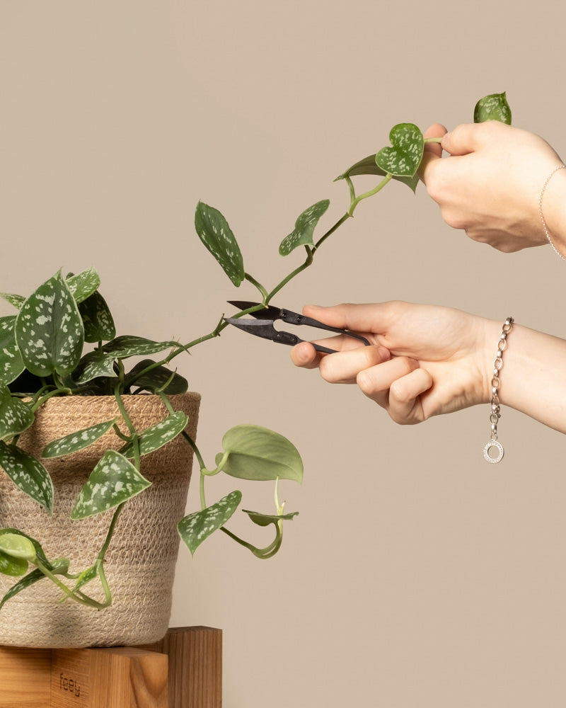 feey-kleine-pflanzenschere-f-r-zimmerpflanzen-und-bonsai image 2