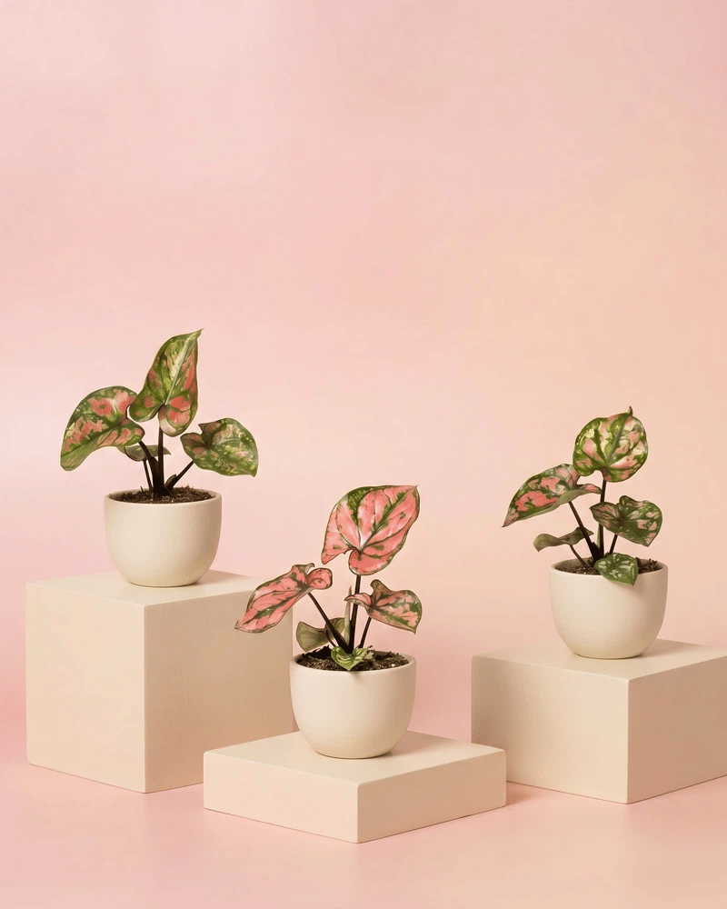 feey-baby-caladium-purple-light-3er-set-babypflanzen image 6