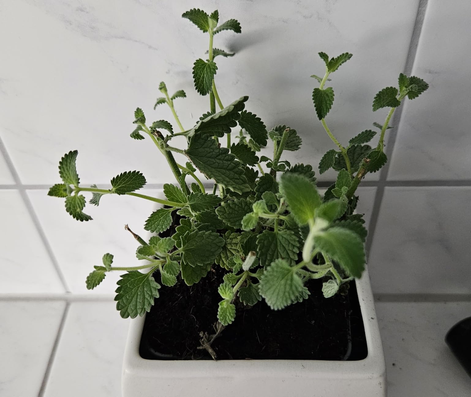 Wächst wie verrückt neben den Rosen
