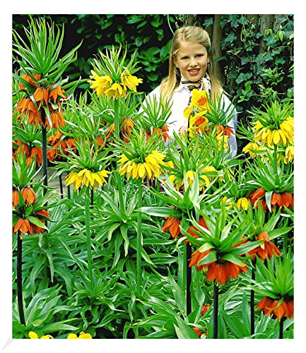 baldur-garten-kaiserkronen-kollektion-3er-blumenzwiebeln-18-cm-2x-orange-1x-gelb image 4