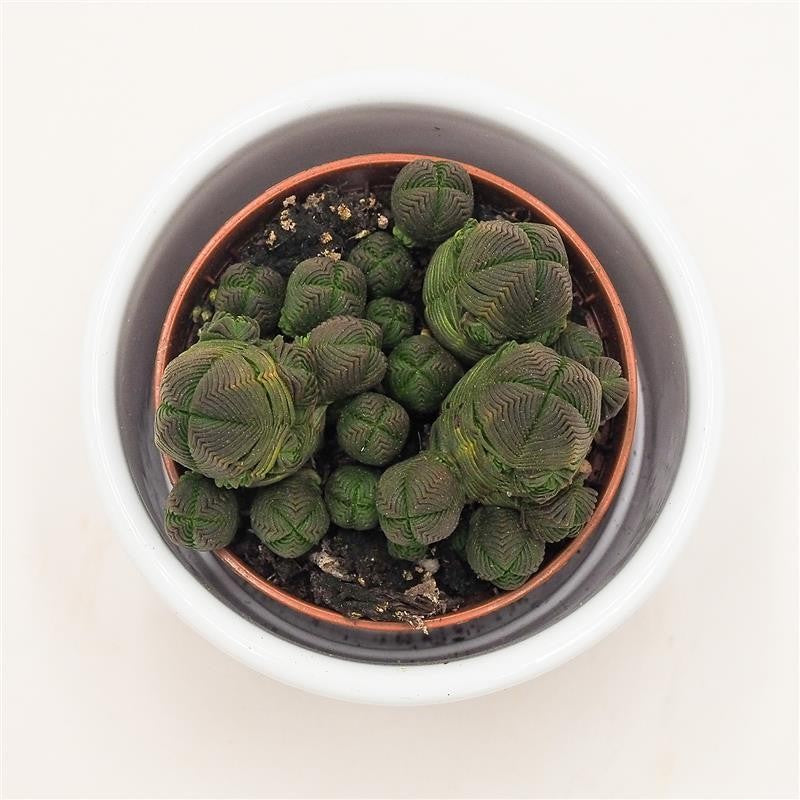 pasiora-crassula-pyramidalis-compactum-5-5-cm image 2