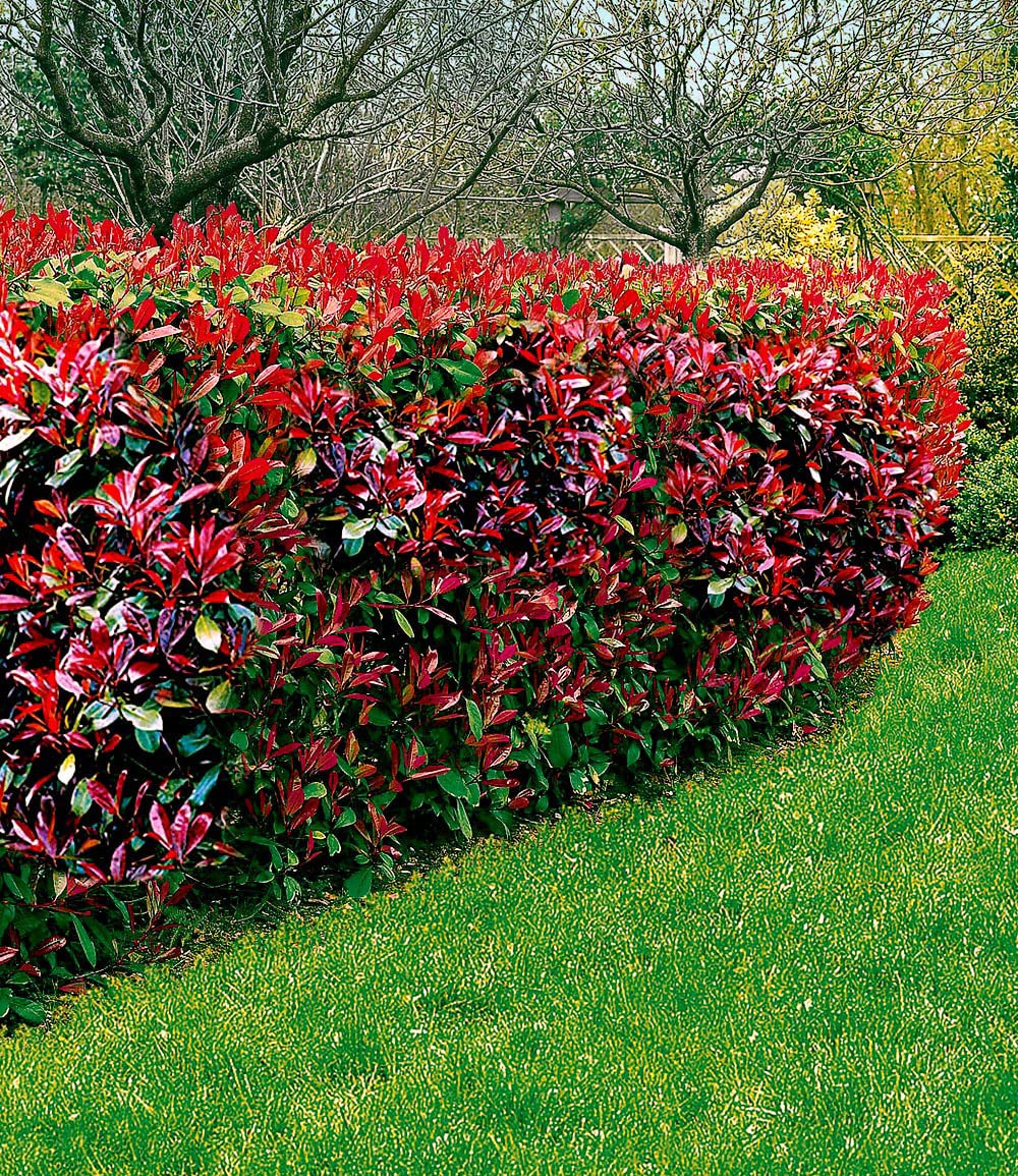 baldur-garten-immergr-ne-photinia-red-robin-5er-set-im-9x9-cm-topf image 3