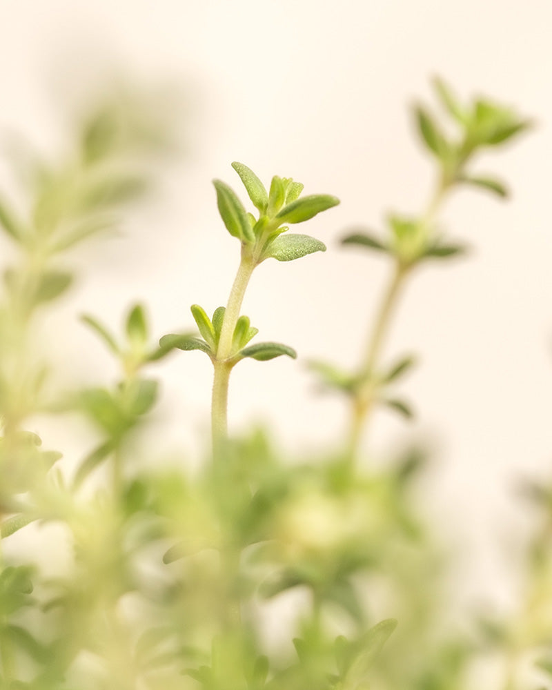 feey-duftendes-kr-uter-trio-thymian-lavendel-rosmarin-im-topf image 7