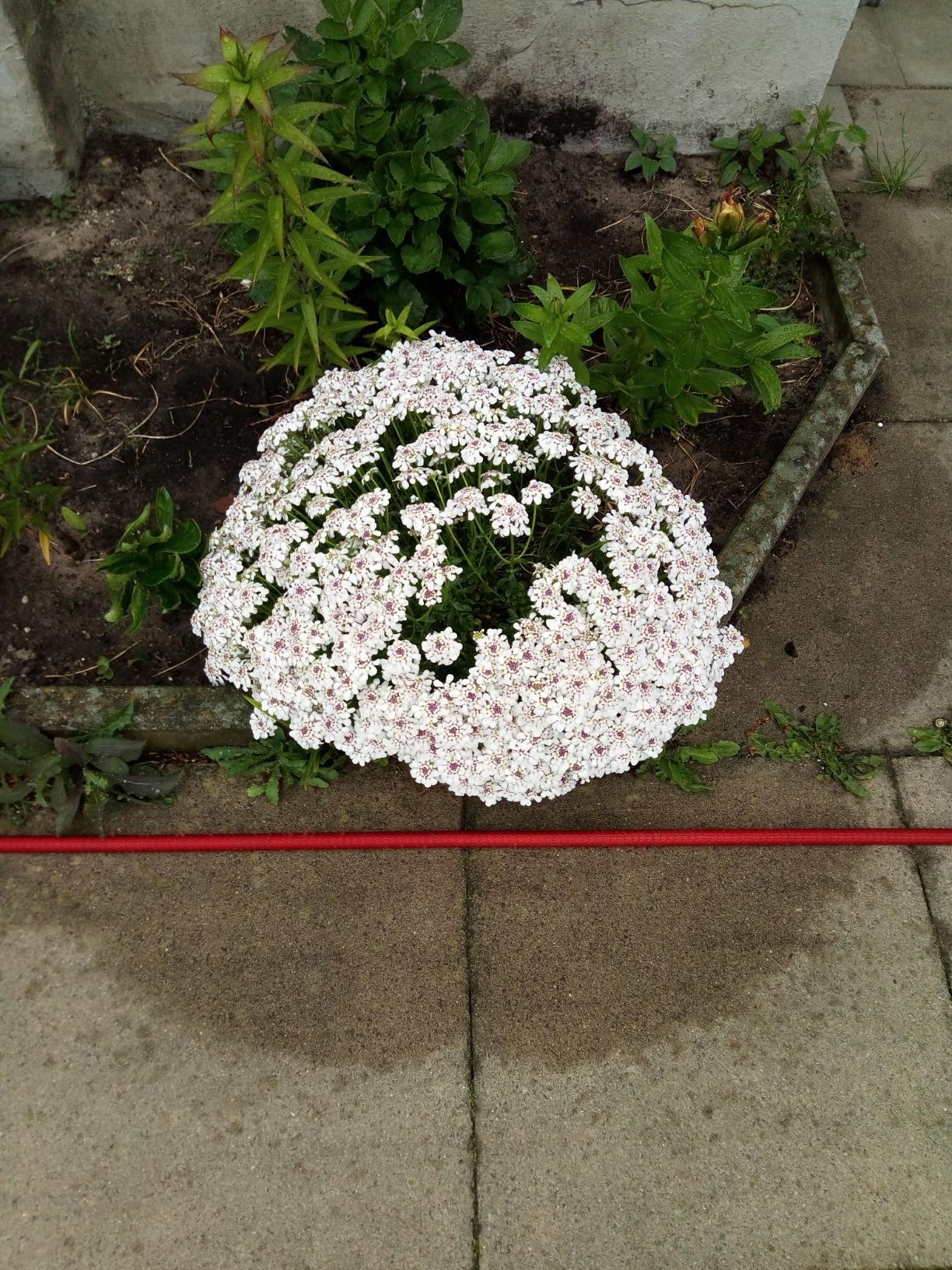 Süße Mini-Blüten