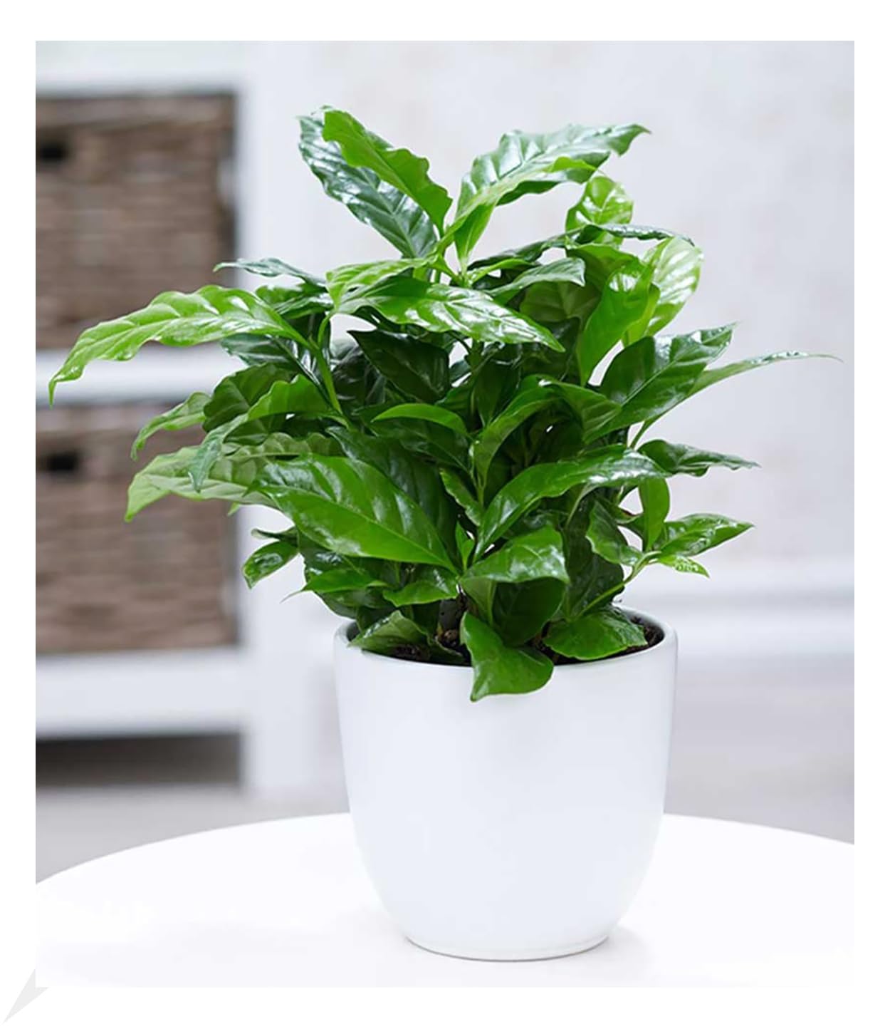 baldur-garten-coffea-arabica-kaffeepflanze-im-12-cm-topf image 1