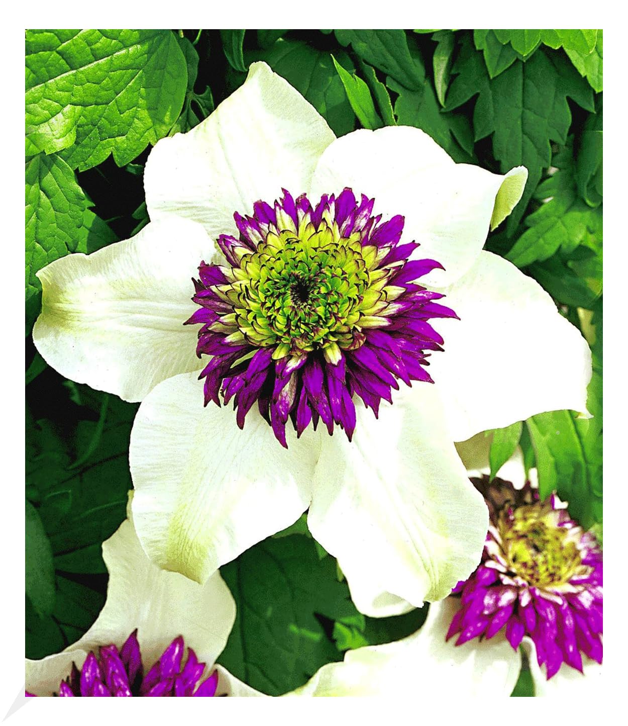 baldur-garten-gef-llte-clematis-taiga-kletterpflanze-im-11-cm-topf image 7