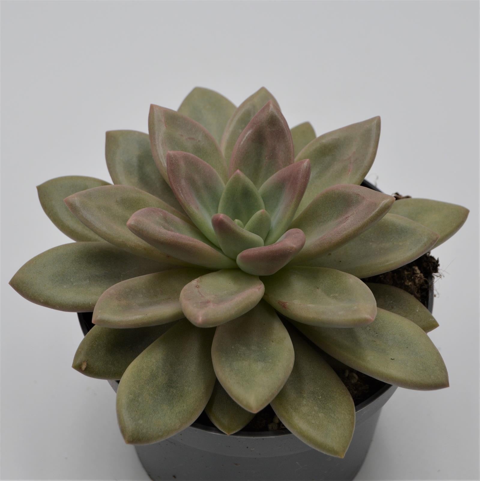 pasiora-x-graptoveria-pink-donna-sukkulente-im-13cm-topf image 3