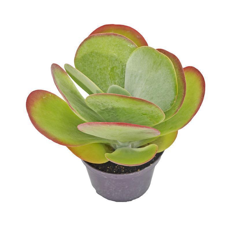 pasiora-kalanchoe-thyrsiflora-sukkulente-12cm-topf image 4