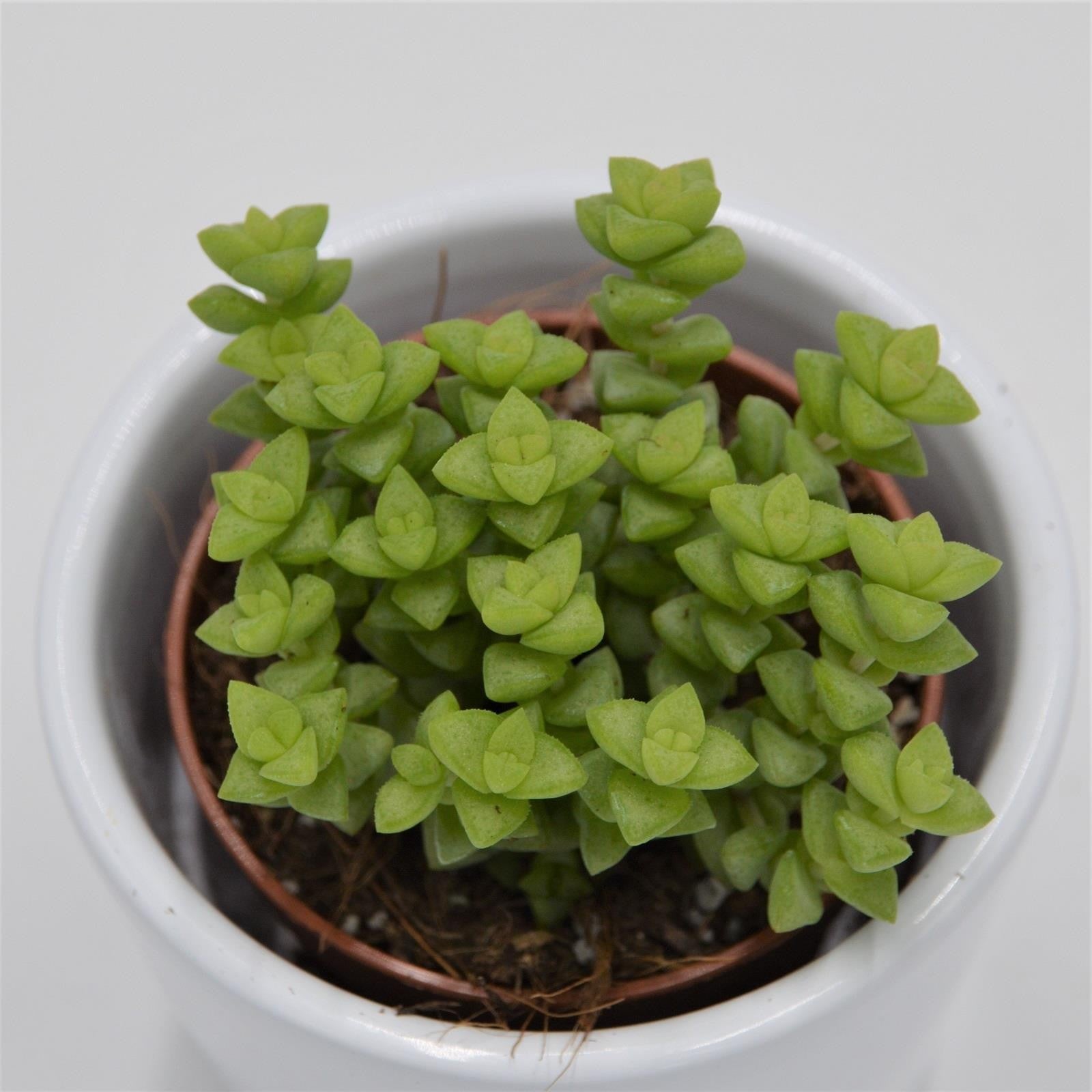 pasiora-crassula-tom-thumb-sukkulente-5-5cm image 2