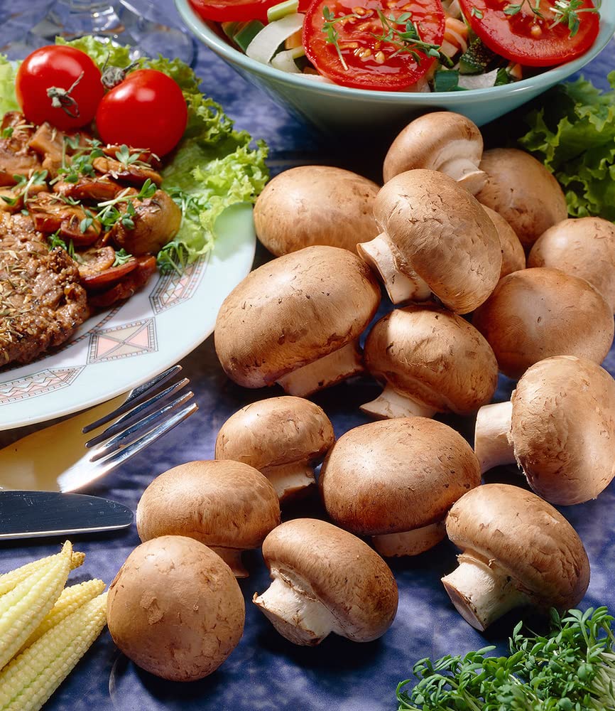 baldur-garten-braune-steinchampignons-pilzzucht-kulturset-1-set image 2