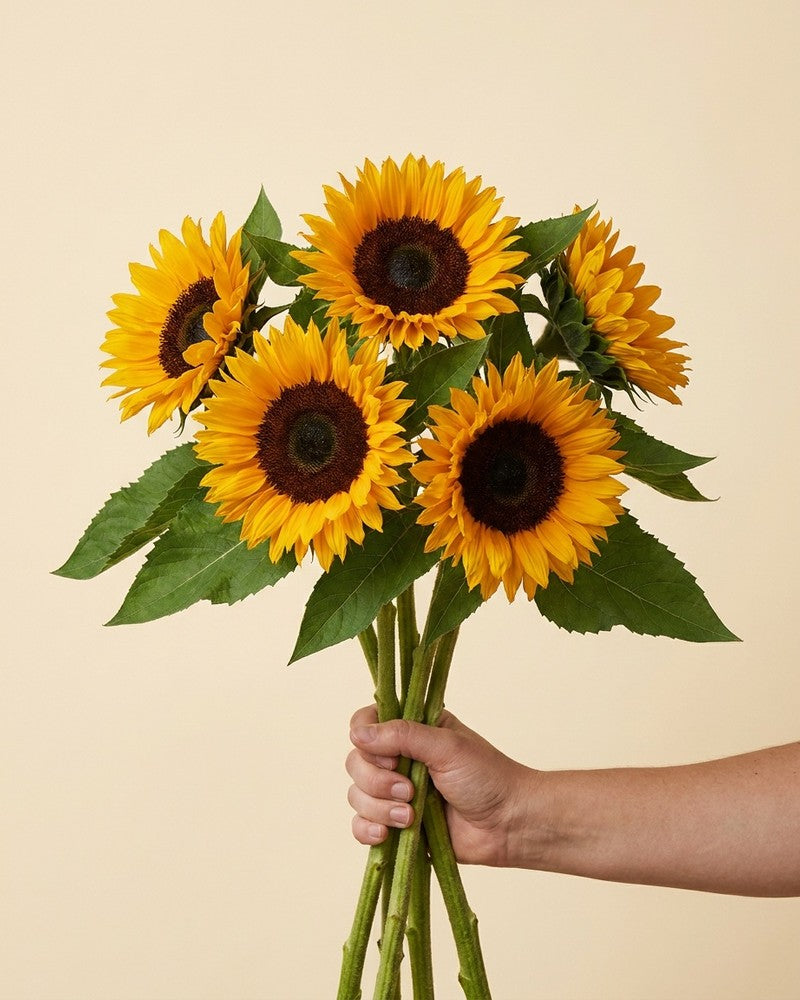 feey-sonnenblumen-schnittblumen-frische-helianthus image 3