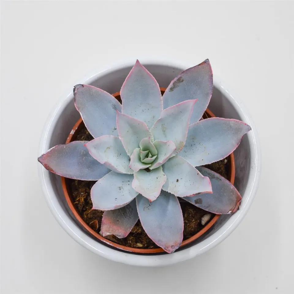 pasiora-echeveria-cante-rosetten-sukkulente-8-5cm-topf image 1