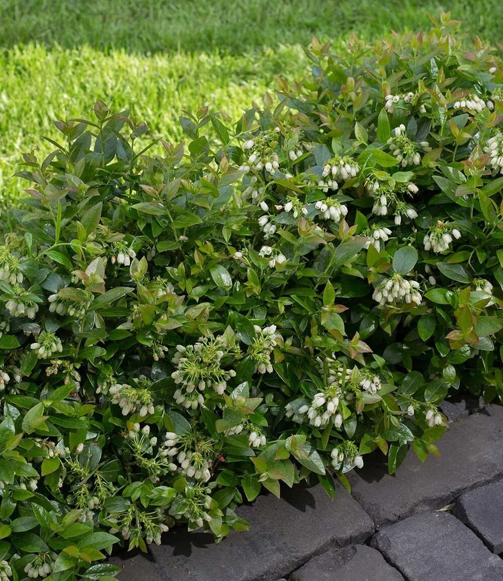 baldur-garten-berrybux-heidelbeer-hecke-3-pflanzen-im-10-5-cm-topf image 7