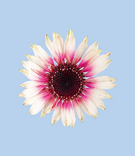 baldur-garten-echinacea-sombrero-white-purple-1-pflanze-im-9x9-cm-topf image 4