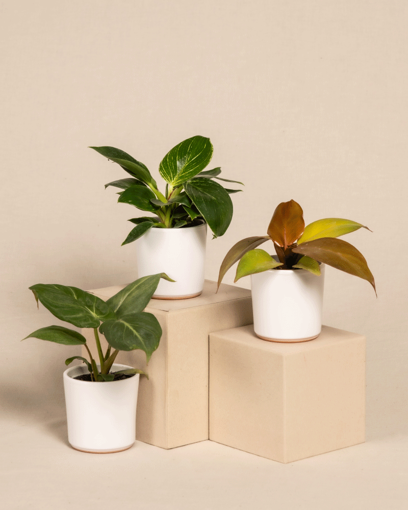 feey-babypflanzen-trio-philodendron-gloriosum-white-measure-red-sun image 6