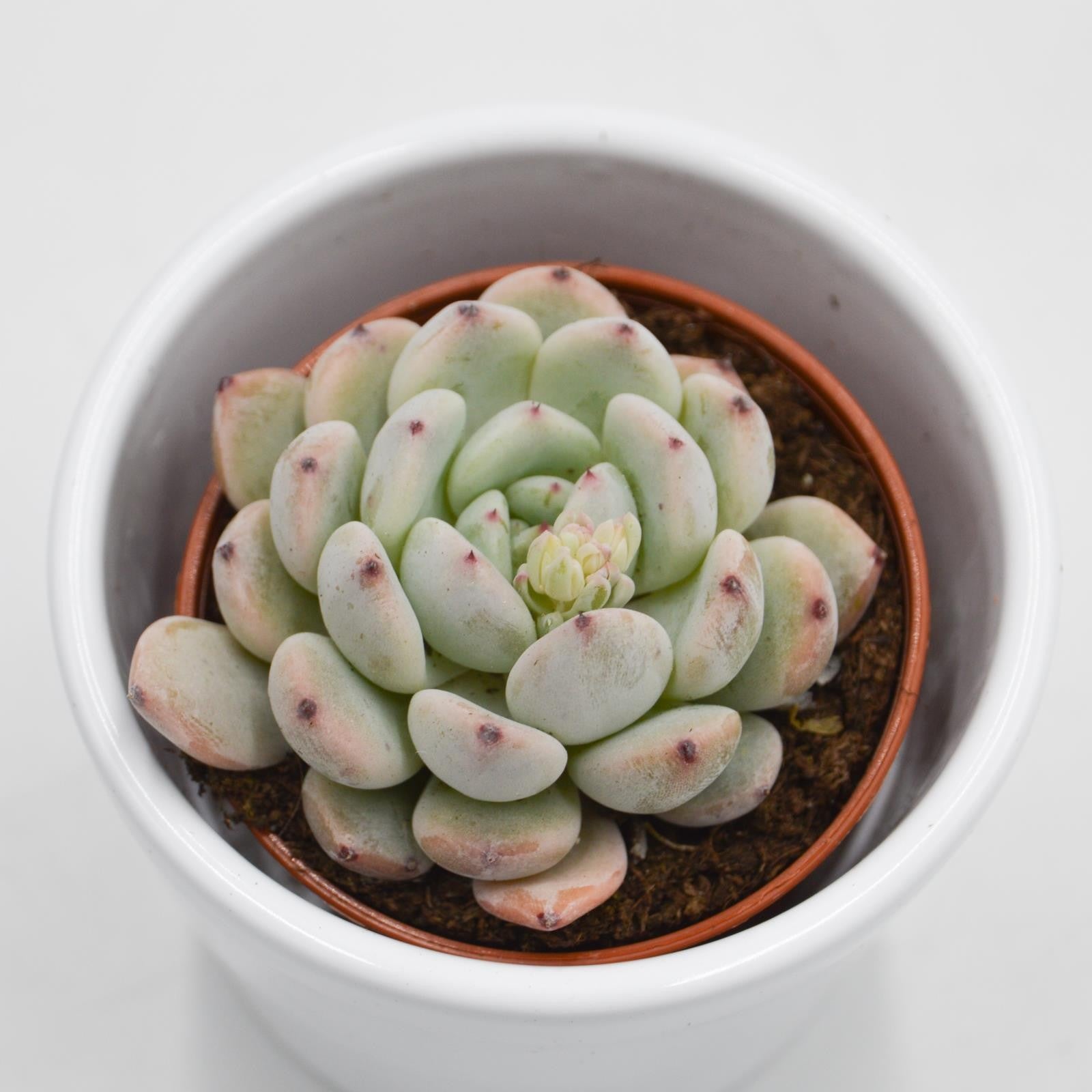 pasiora-echeveria-baena-mintgr-n-5-5cm-topf image 2