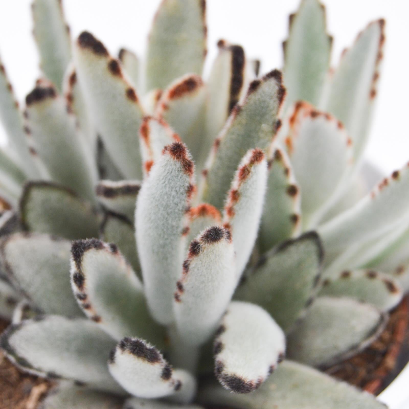 pasiora-kalanchoe-tomentosa-katzenohr-sukkulente-10-5cm-topf image 4