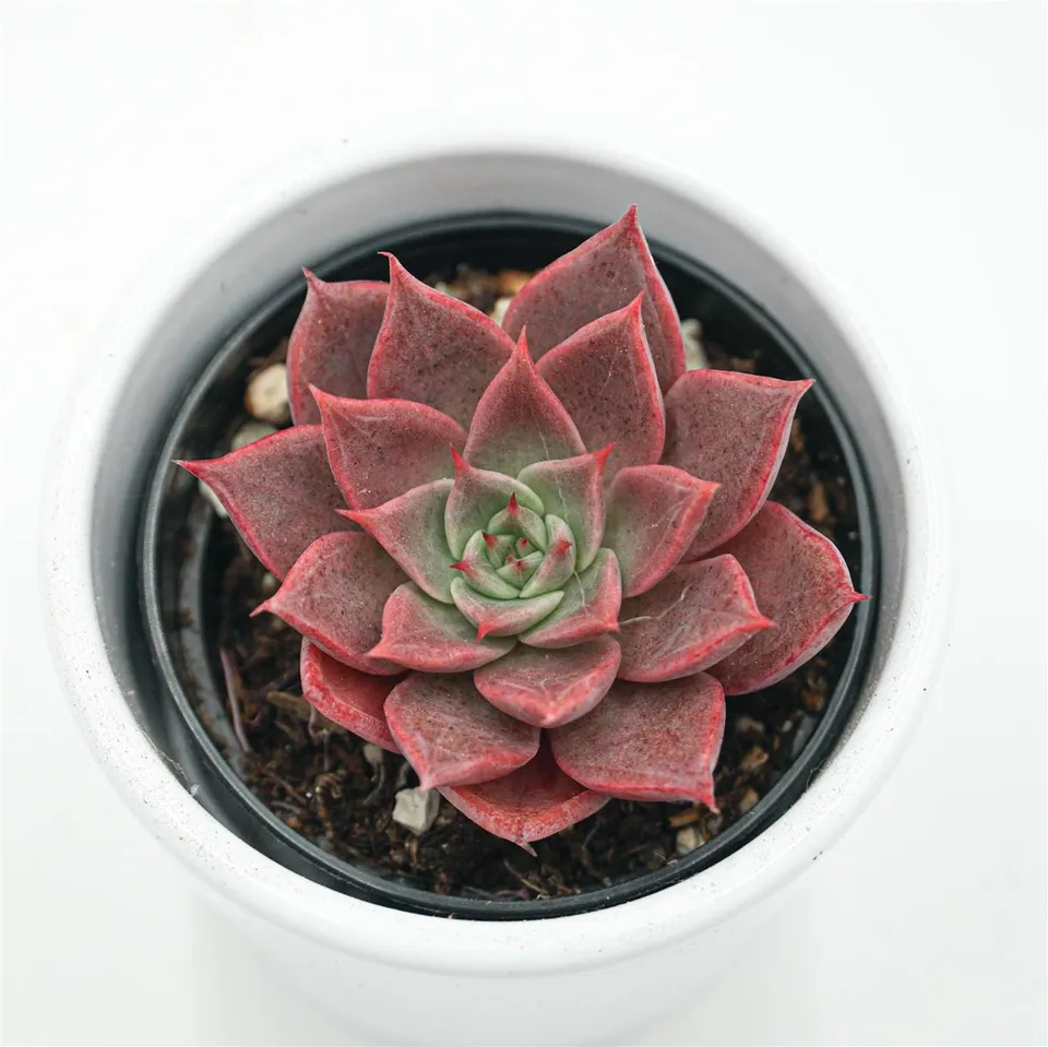 pasiora-echeveria-rosacea-echeverie-6-cm-topf image 1