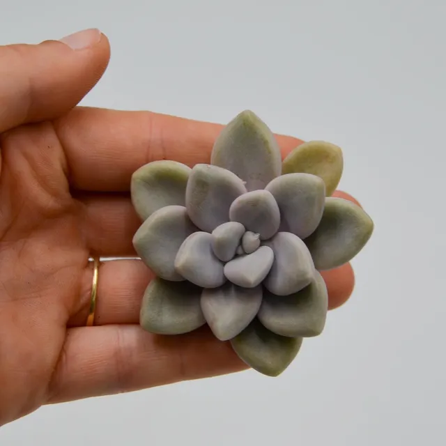 pasiora-graptoveria-ellen-sukkulenten-steckling-indoor image 1