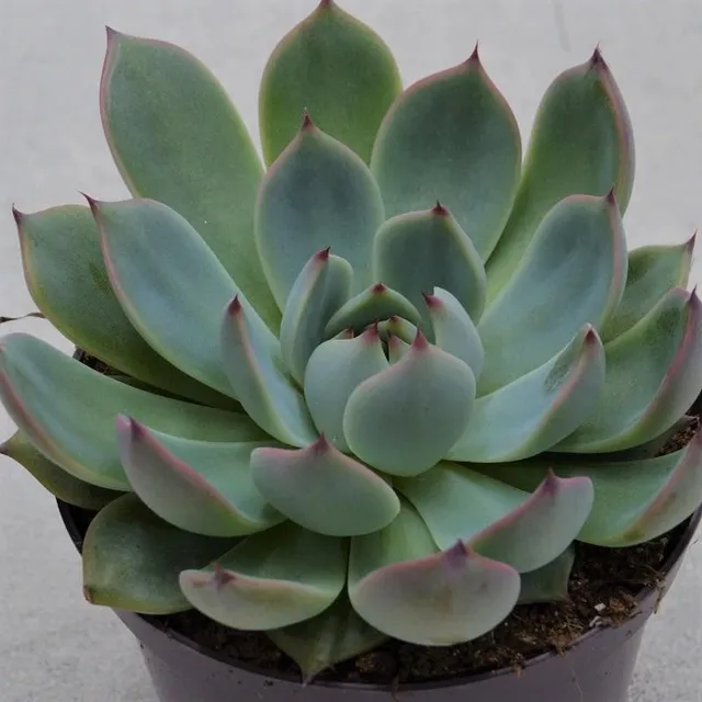 pasiora-echeveria-parva-beatrice-sukkulente-10-5cm-topf image 1