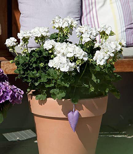 baldur-garten-balkon-geranie-moonlight-sailing-3-pflanzen-pelargonium-zonale image 7