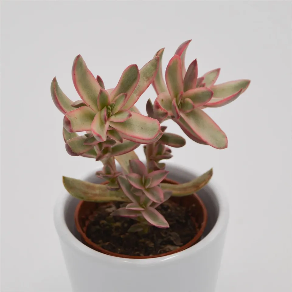 pasiora-crassula-candy-cane-baby-girl-5-5cm-topf image 1