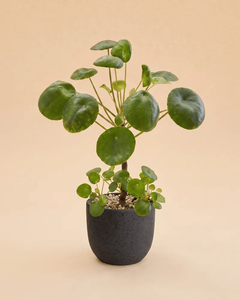feey-ufopflanze-b-umchen-pilea-peperomioides-zimmerpflanze-klein image 6