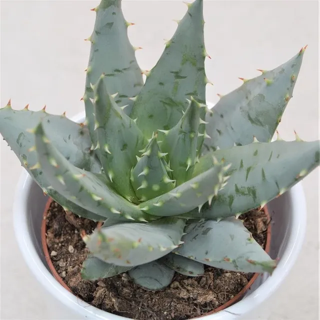 pasiora-aloe-peglerae-sukkulente-8-5-cm-topf image 1