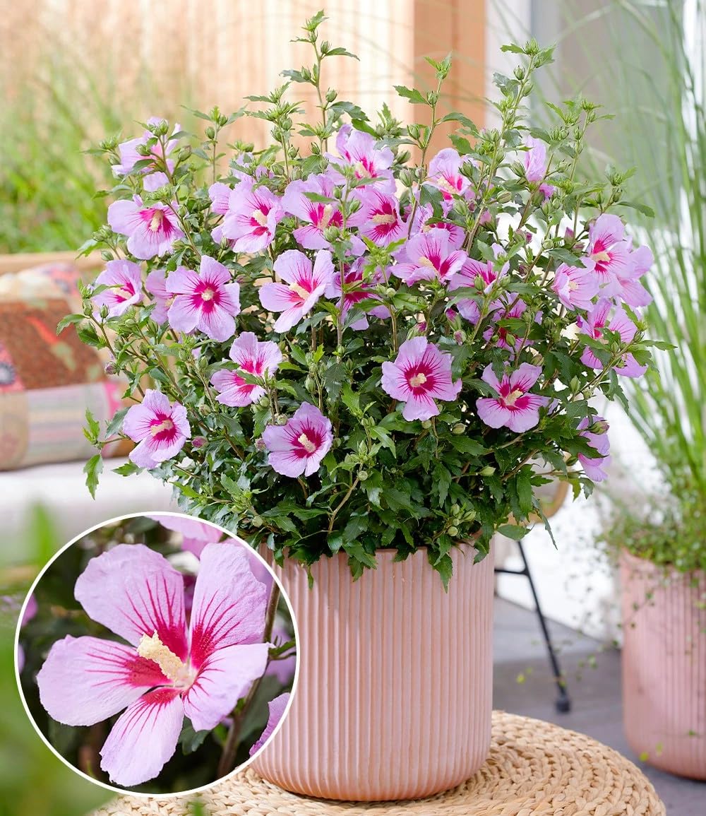 Farbe ist ein Traum
