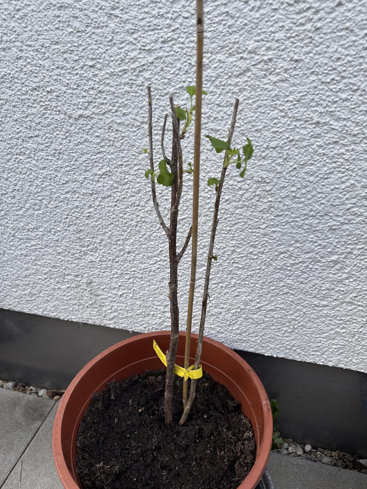 Top Pflanze für den Garten