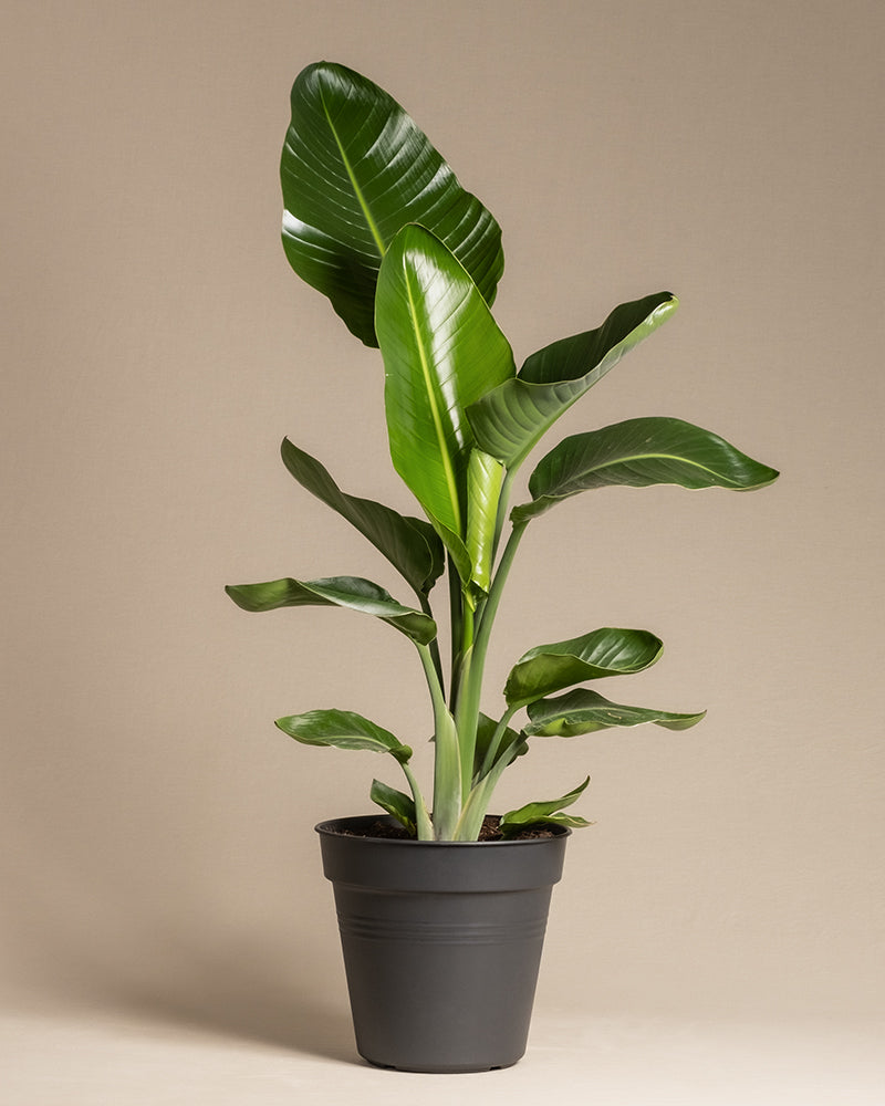feey-strelitzie-xl-zimmerpflanze-gro-strelitzia-nicolai image 3
