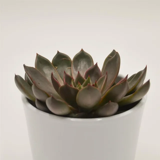 pasiora-echeveria-mariposa-rosetten-sukkulente-10-5cm image 1