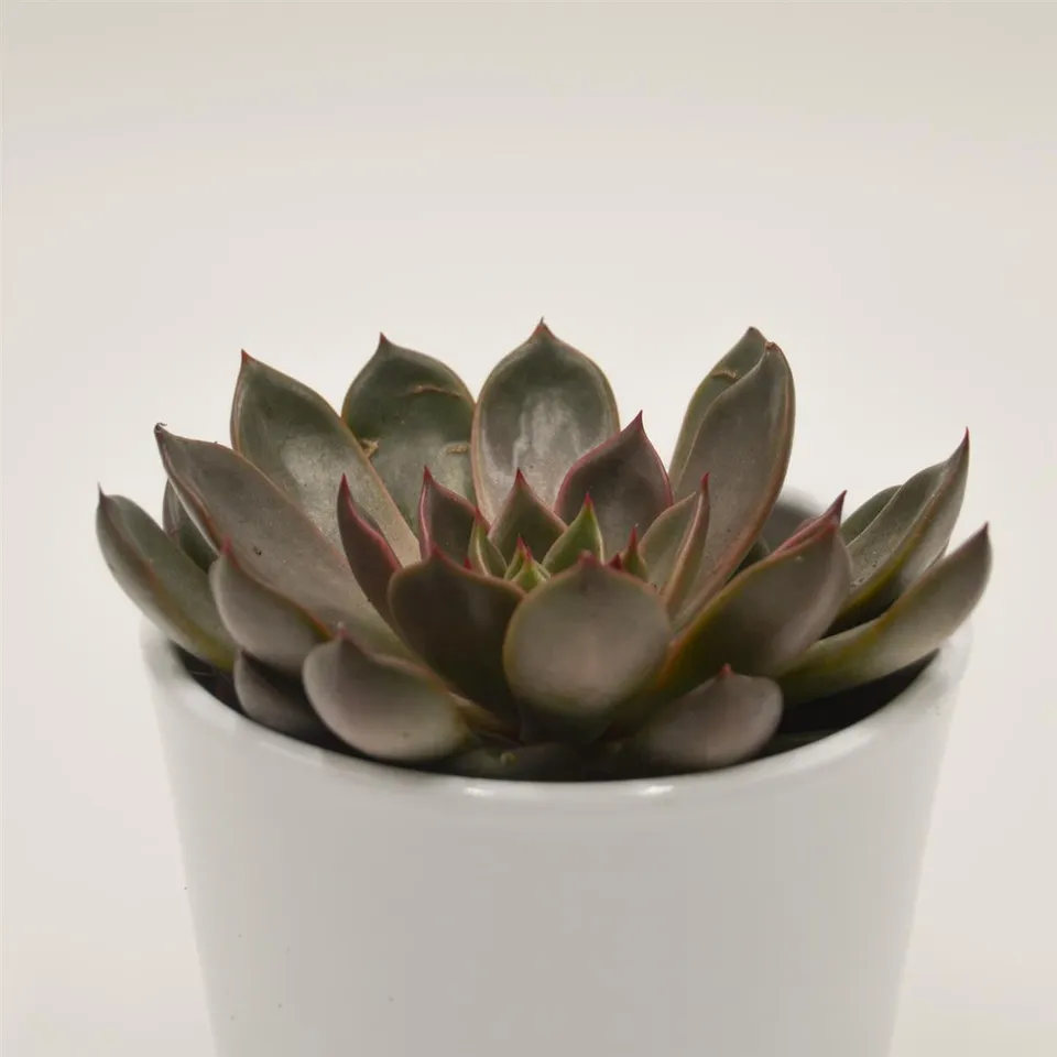 pasiora-echeveria-mariposa-rosetten-sukkulente-10-5cm image 1
