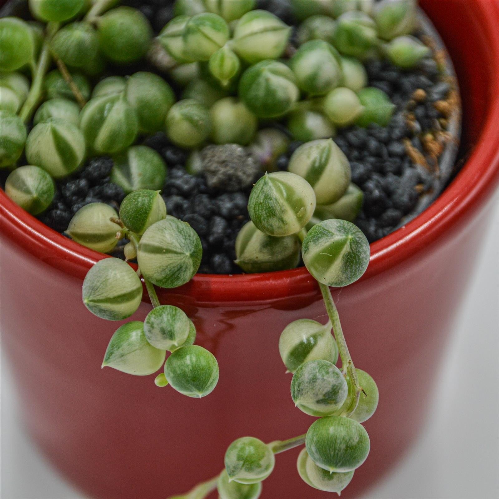 pasiora-senecio-rowleyanus-variegata-erbsenpflanze-6cm image 1