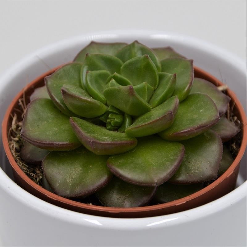 pasiora-x-sedeveria-letizia-sukkulente-8-5cm-topf image 1